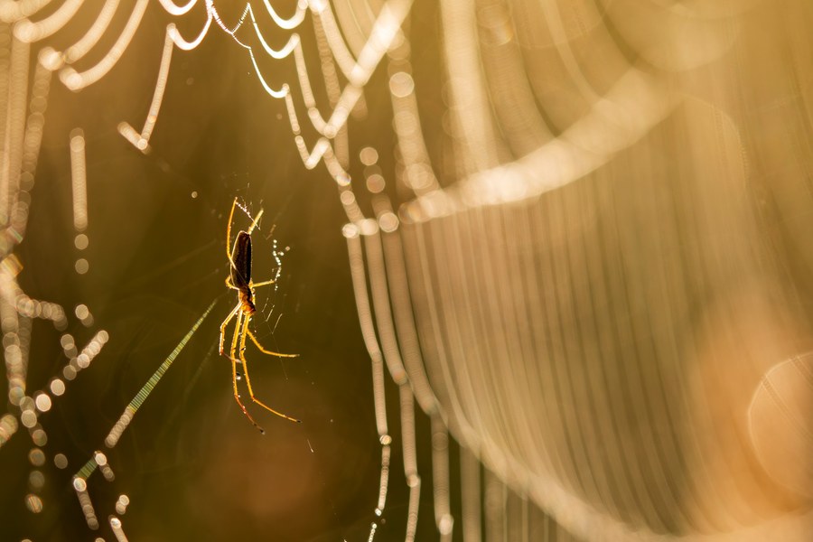 Insekten und Spinnen