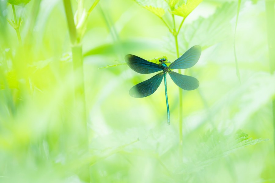 Libellen und Schmetterlinge